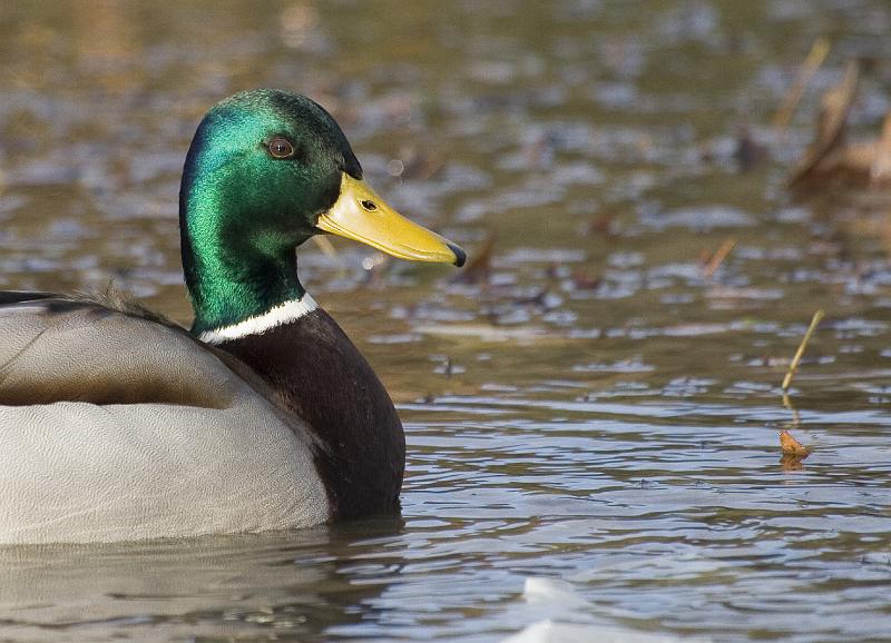 04 - Colvert mâle.jpg